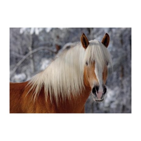 Magic horse tete cheval 239P