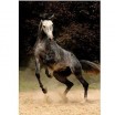 Puzzle 1000 p Cheval gris D toys