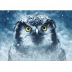 Puzzle 1000 p Animals owl D toys