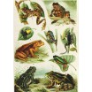 Puzzle 1000 p encyclopedia frogs