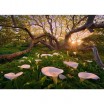 Puzzle 1000 p Calla Clearing