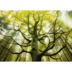 Puzzle 1000 p Hefele Arbre à rêve Schmidt