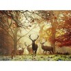 Puzzle 1000 p Magic Forest stags Heye