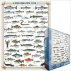 Puzzle 1000 p Poisson d'Eau Douce