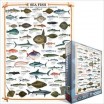 Puzzle 1000 p Poissons de Mer 