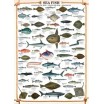 Puzzle 1000 p Poissons de Mer 