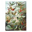 Puzzle 500p les Colibris Michèle Wilson