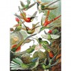 Puzzle 500p les Colibris Michèle Wilson