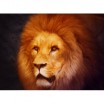 Puzzle 2000p Lion