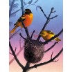 Puzzle 1000 p Cornell Lab Baltimore Orioles