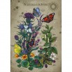 Puzzle 1000 p Le Cercle de Vie du Papillon