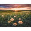 Puzzle 500 p Pissenlits au Crépuscule