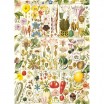 Puzzle 1000 p Botanical Bliss