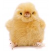 Peluche Poussin 11 cm