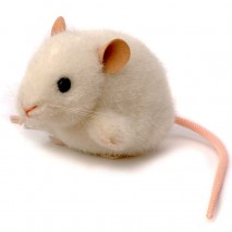 Peluche Souris Blanche 10 cm