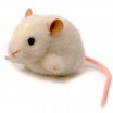 Peluche Souris Blanche 10 cm