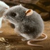 Peluche Souris Grise 10 cm