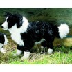Peluche Bordercollie 44 cm