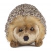 Peluche Grand Hérisson 22 cm