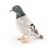 Peluche Pigeon