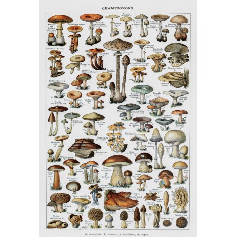 Puzzle 1000p Les Champignons III Puzzle 1000p Les Champignons III