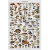 Puzzle 1000p Les Champignons III