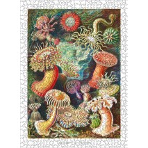 Puzzle 1000p Les Anémones