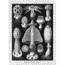 Puzzle 500p Les Champignons Noir/Blanc