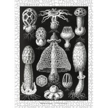 Puzzle 1000p Champignon Noir/Blanc