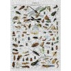 Puzzle 1000p Les Insectes Utiles et Nuisibles