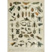 Puzzle 1000p Les Insectes I