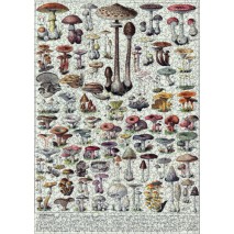 Puzzle 1000p Les Champignons II