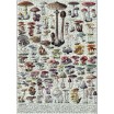 Puzzle 1000p Les Champignons II