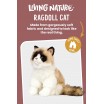 Peluche Ragdoll Cat