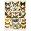 Puzzle 1000p Millot Papillons