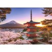 Puzzle 1000 p Cerisiers en fleurs du Mont Fuji