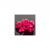 Lot de 7 Dés Violet Foncé Transparent