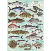 Puzzle 500 p Premium plus Poissons